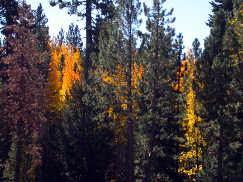 AutumnFire_Grumpy168