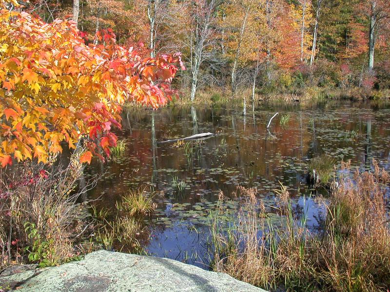 Beaver_Pond_Muriel_Sulli