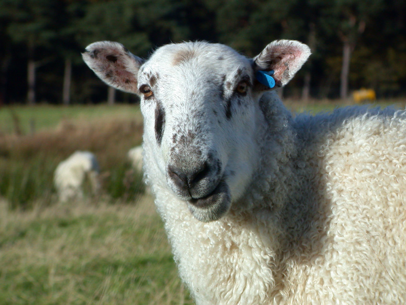 Ewe_looking_at_me_Ryanna2599