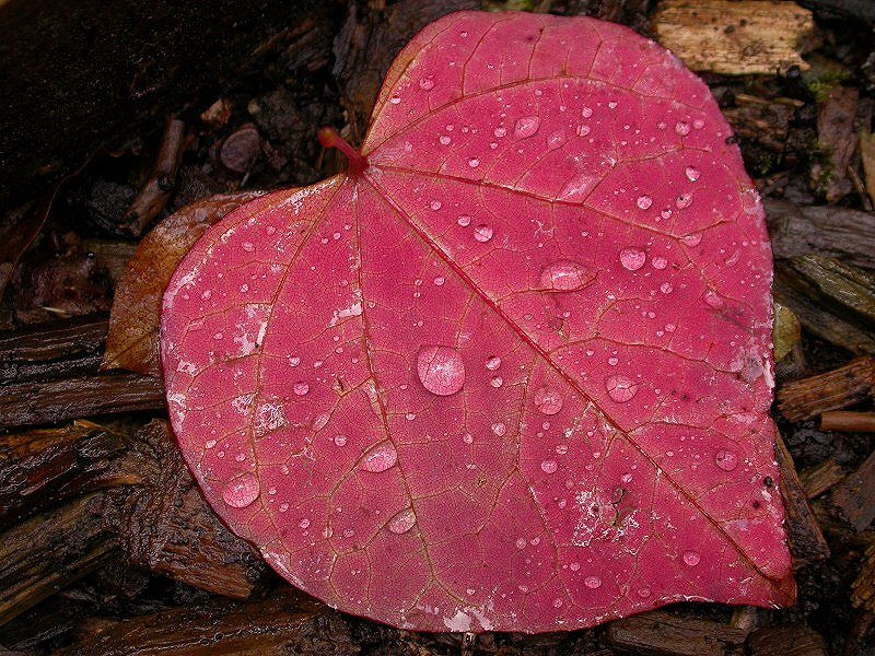 Forest_pansy_Clive_R