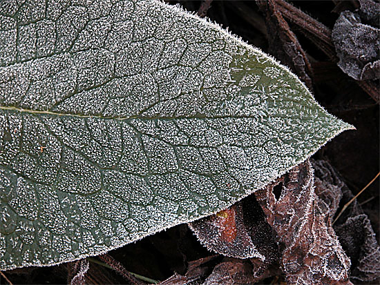Frosty_Leaves_Ed-T