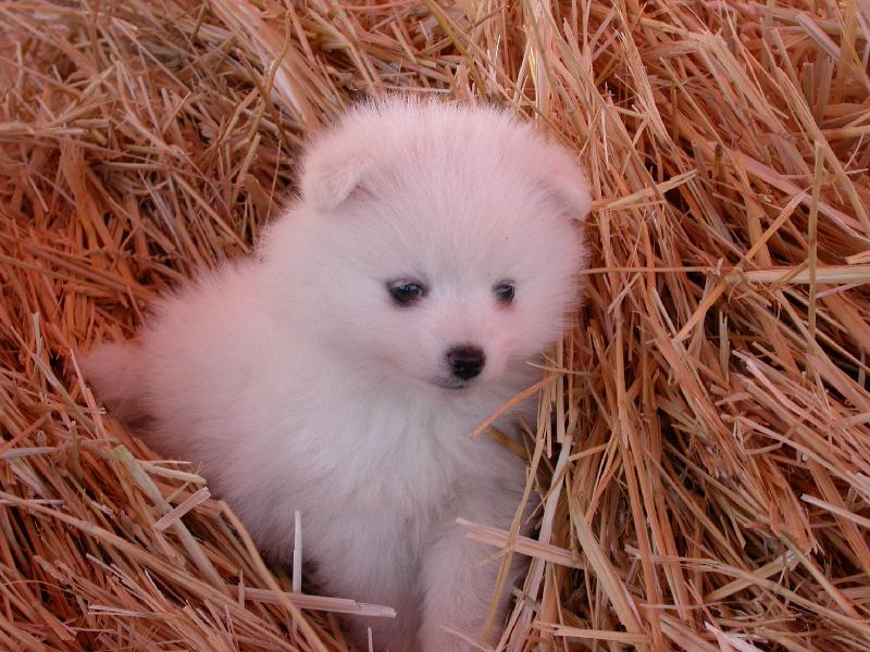 Puppy_in_hay_vici