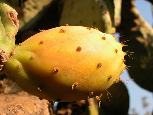 SoCalFruit_Eric_Rutter