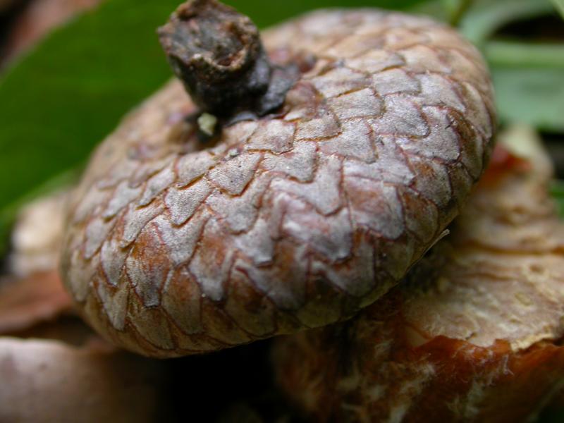 ant's_eye_view_Caspian915