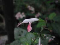 A_Botanical_Composition_Emily_Rose