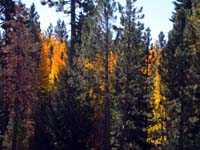 AutumnFire_Grumpy168