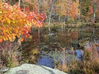 Beaver_Pond_Muriel_Sulli