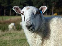 Ewe_looking_at_me_Ryanna2599