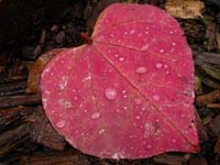 Forest_pansy_Clive_R