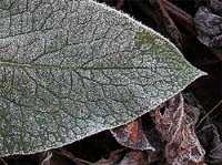 Frosty_Leaves_Ed-T