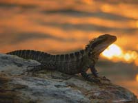 Last_rays_of_the_day_Filski