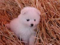 Puppy_in_hay_vici