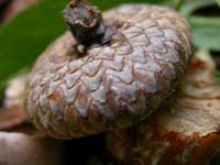 ant's_eye_view_Caspian915