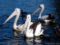 pelicans_blend_43